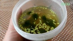 ОСТРАКОДЫ ПРОТИВ ВОДОРОСЛЕЙ!