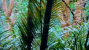 Телевизор LG 55QNED816RA СПУСТЯ 3 МЕСЯЦА