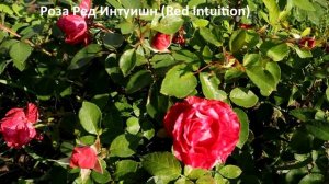 Розы из Леруа Мерлен, что выросло за 3 года! Цветение, какой пересорт? Зимуют ли такие саженцы?