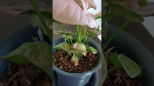 Syngonium Podophyllum Neon