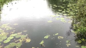 НАШЁЛ МНОГО КРАСНЫХ КАРАСЕЙ!!!