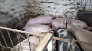 Для Чего Я Завёл Хряка//Выгодно ли Держать Хряка для Свиноматок