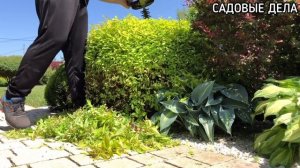 Стрижка спиреи японской Голдмаунд | САДОВЫЕ ДЕЛА