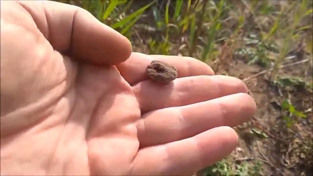 Коп в поле с MD-6350 и MD-4030 смотреть онлайн