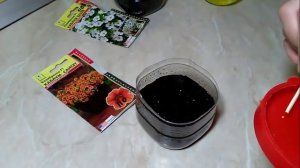 Калибрахоа  посев семян на рассаду. Март2017