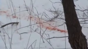 Подборка видео о охоте с луком и арбалетом