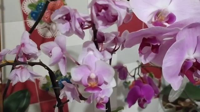 Мини орхидея. Цветок в диаметре 3 см. Видео обзор.