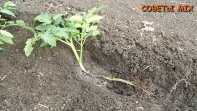 Что делать если вытянулась рассада и как это исправить. Пошаговые советы и рекомендации смотреть онлайн