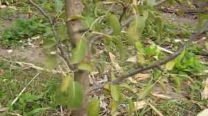 Колоновидный (слаборослый) сорт груши Изюминка Крыма