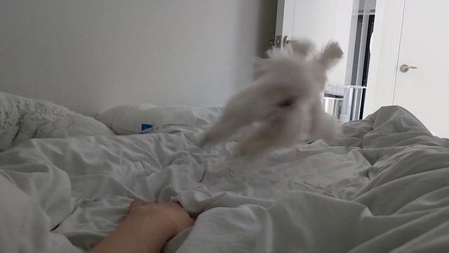 말티즈는 참지않긔! 주디야 제발 그만해... смотреть онлайн