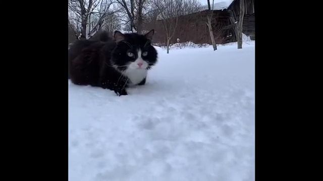 Снег кружится, летает, летает. смотреть онлайн