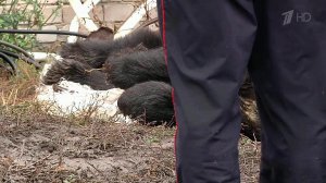 Новый шокирующий случай с нападением зверя из частного зоопарка на человека