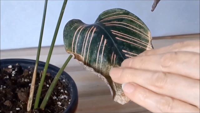 Calathea Sanderiana Care Tips