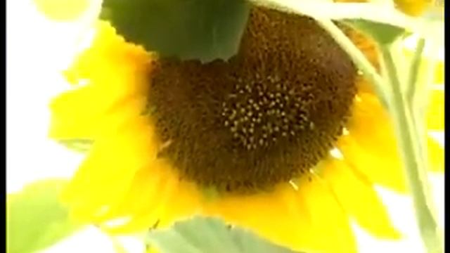 Молитва за Україну М. Лисенко смотреть онлайн