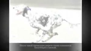 Средние породы собак АНГЛИЙСКИЙ СЕТТЕР