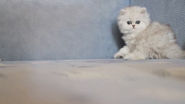 Персидская кошка, серебристая шиншилла.