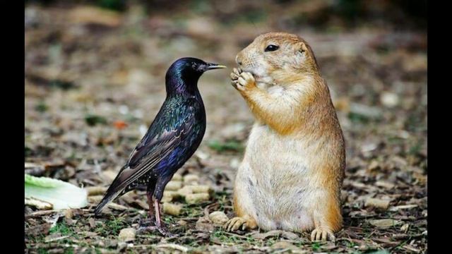 Забавные фото животных:) ?????.... смотреть онлайн