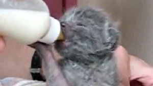 Крошка котенок пьет молоко из бутылочки