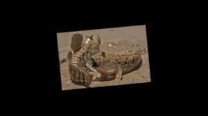 Интересные животные Илистый Прыгун