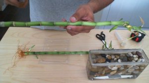 How to Grow or Propagate Lucky Bamboo - Part 2