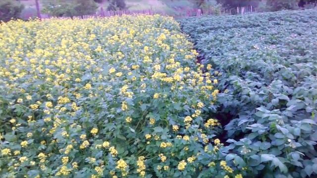 Горчица, рапс, редис на огороде 01.07.17 г. смотреть онлайн