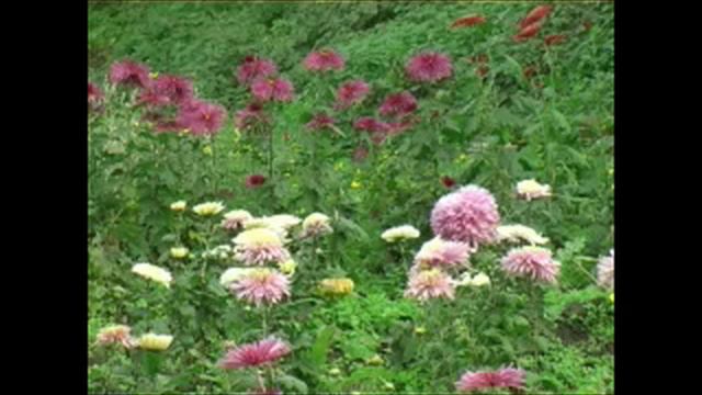 botanikuri bagi смотреть онлайн