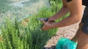 РОЗМАРИН\срезка розмарина на продажу