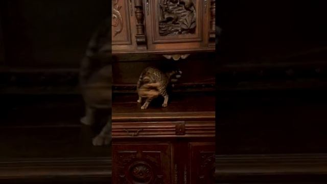 Бенгальские котята. Купить бенгальского котёнка. Розетка на золоте. Котёнок продаётся