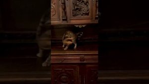 Бенгальские котята. Купить бенгальского котёнка. Розетка на золоте. Котёнок продаётся