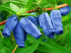 ВЕСЕННЯЯ ПОДКОРМКА ЖИМОЛОСТИ ДЛЯ ПОВЫШЕНИЯ УРОЖАЯ.Вкусная и полезная ягода!