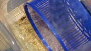 Прикольная квартира для хомяка. Cool apartment for a hamster.