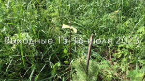 Выходные в деревне 15-16 июля 2023
