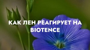 Реакция льна на препараты BIOTENCE