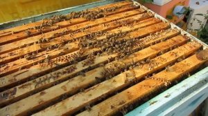 август - как влияет запах пижмы на яйцекладку матки и агрессию пчел, ответы на вопросы