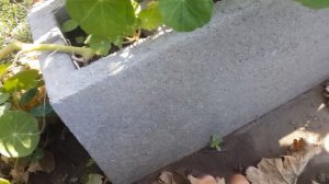 газон из белого клевера. обзор цветов.