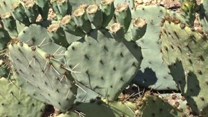 Opuntia engelmannii Salm-Dyck ex Engelm. var. engelmannii