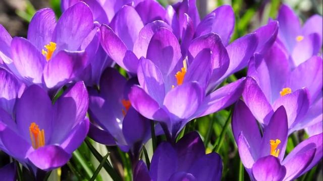 КРАСИВЫЕ ЦВЕТЫ КРОКУСЫ смотреть онлайн