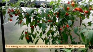 Перец красный колокольчик