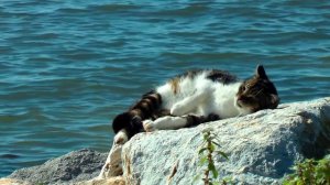 Кошки Японии. Интересные факты