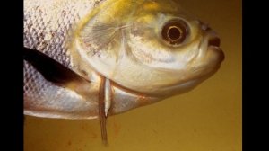 Рыба, которая может заплыть в уретру