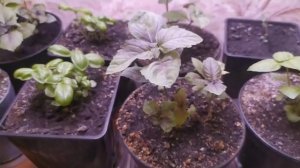 базилик букетным способом, продолжение