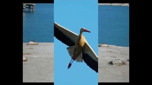 Вмире птиц mp4