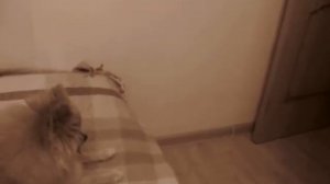 Белка Летяга по имени Доня..