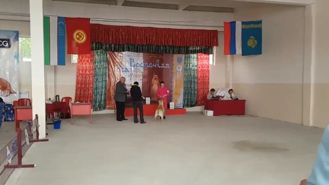 Восточная сказка 2019. Лабрадор ретривер. Открытый класс, кобели. смотреть онлайн