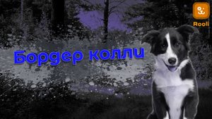 Колли: Грация и Ум в Очаровании Длинношерстной Красоты