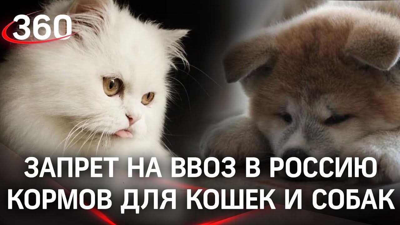 Ветеринарные корма для кошек и собак запрещено ввозить в Россию - постановление Россельхознадзора