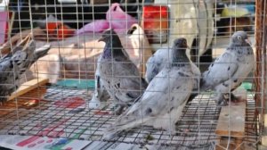 Голубиный рынок в Краснодаре/The fair of pigeons in Krasnodar (Russia)
