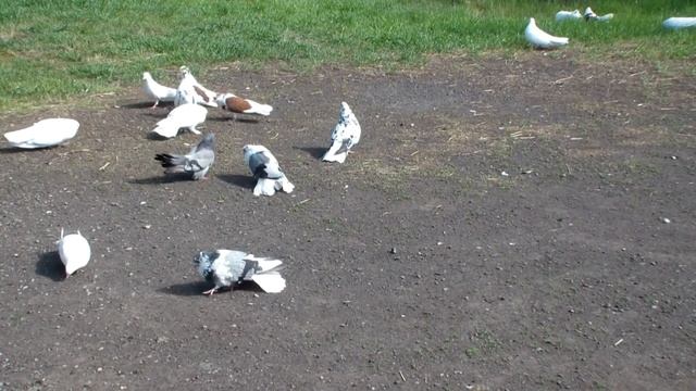 г ДИМИТРОВ ГОЛУБИ ДЛЯ ДУШЫ И НАСЛАЖДЕНЬЯ смотреть онлайн