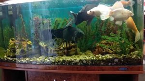 Аквариум с кометами в салоне оптики.