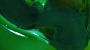 УЛИТКА ПОД МИКРОСКОПОМ